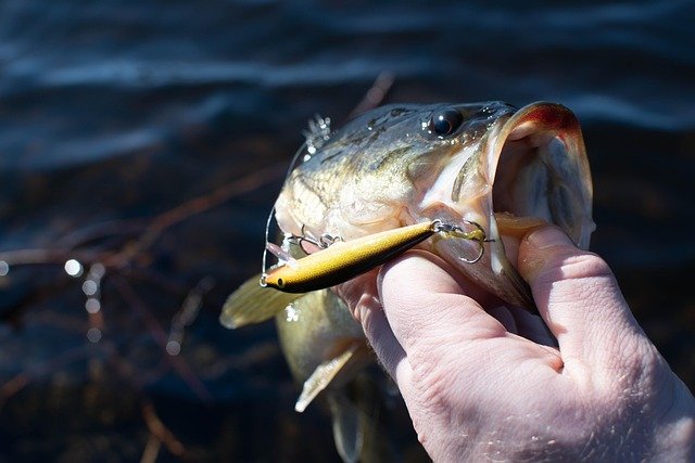 largemouth bass, crank bait, fishing, catch, water, nature, outdoor, lake, hand, holding, fish, largemouth bass, largemouth bass, largemouth bass, largemouth bass, largemouth bass